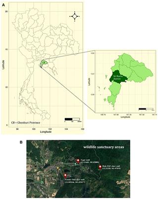 Tick diversity and molecular detection of Anaplasma, Babesia, and Theileria from Khao Kheow open zoo, Chonburi Province, Thailand